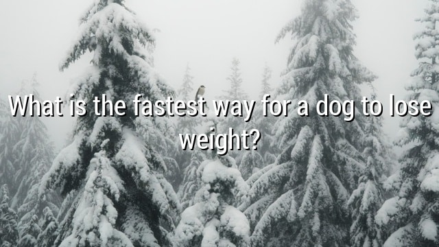 What is the fastest way for a dog to lose weight?
