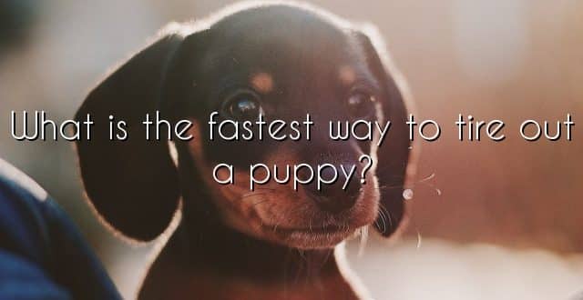 What is the fastest way to tire out a puppy?