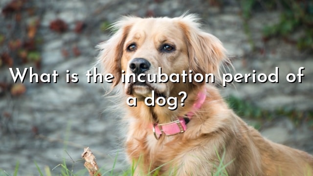 What is the incubation period of a dog?