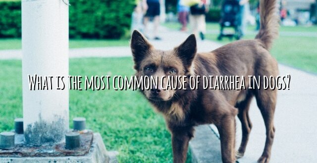 What is the most common cause of diarrhea in dogs?