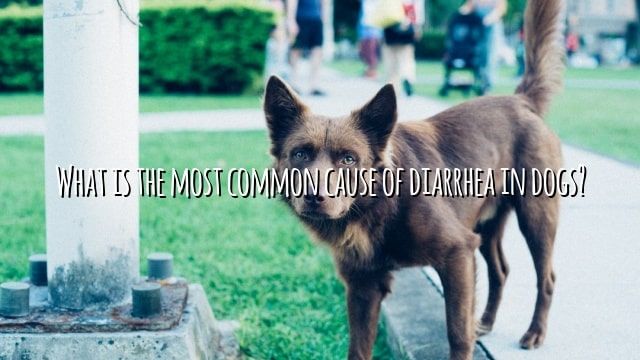 What is the most common cause of diarrhea in dogs?