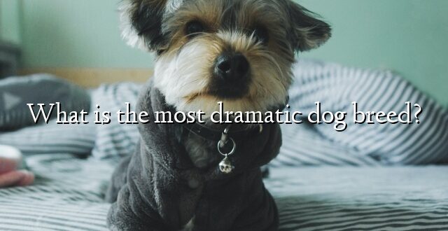 What is the most dramatic dog breed?