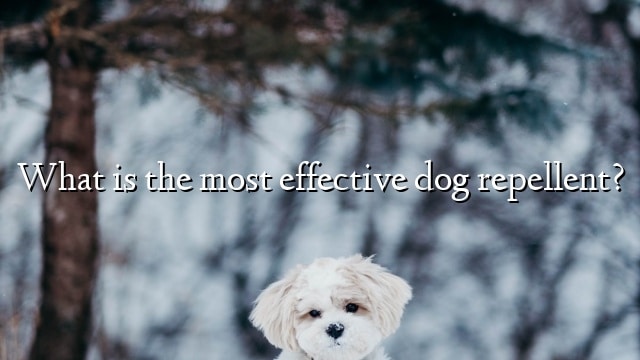 What is the most effective dog repellent?