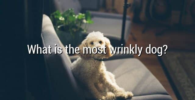 What is the most wrinkly dog?