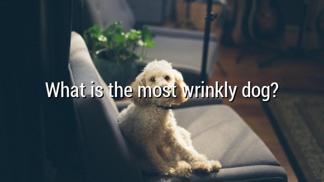 What is the most wrinkly dog?