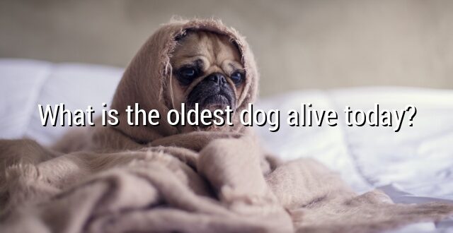 What is the oldest dog alive today?