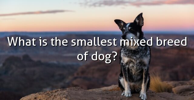What is the smallest mixed breed of dog?