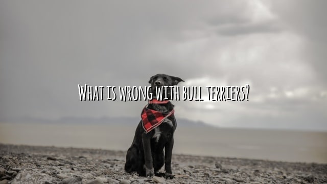 What is wrong with bull terriers?