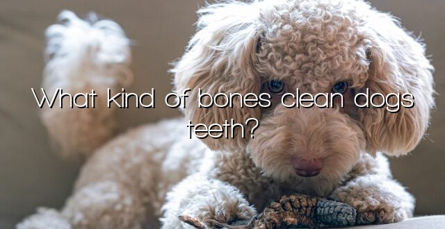 What kind of bones clean dogs teeth?
