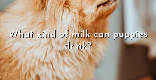 What kind of milk can puppies drink?