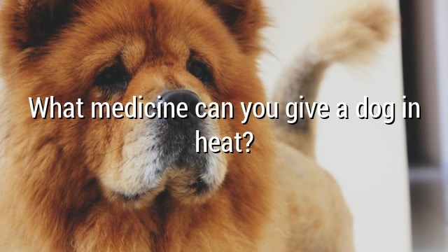 What medicine can you give a dog in heat?