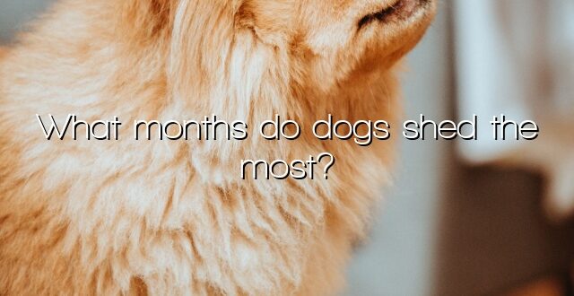 What months do dogs shed the most?