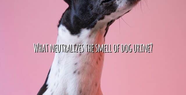What neutralizes the smell of dog urine?