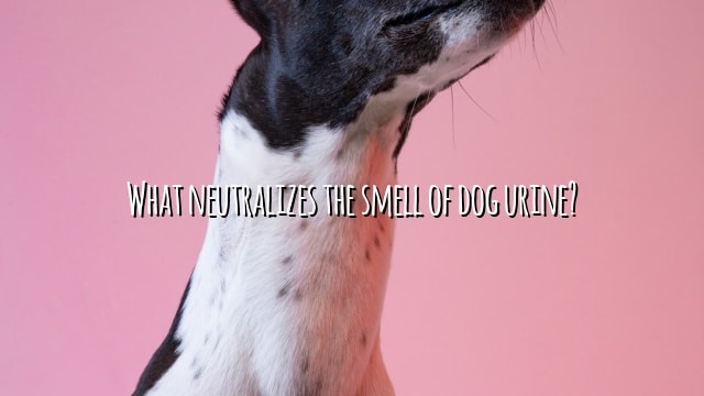 What neutralizes the smell of dog urine?