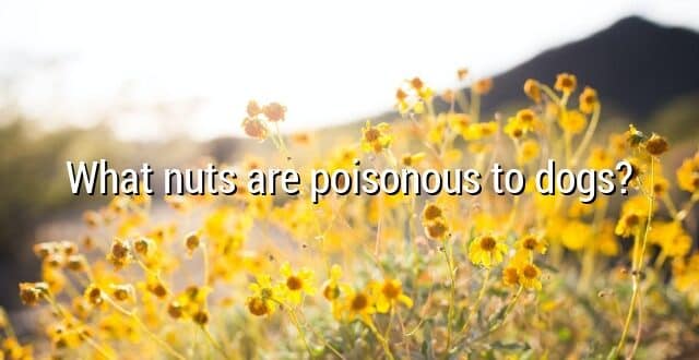 What nuts are poisonous to dogs?