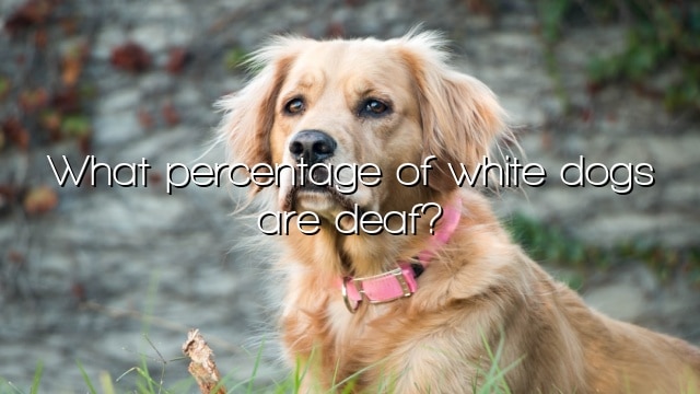 What percentage of white dogs are deaf?