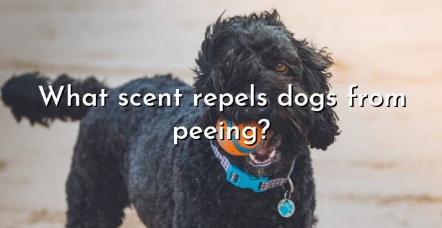 What scent repels dogs from peeing?