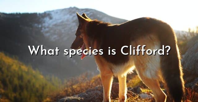 What species is Clifford?