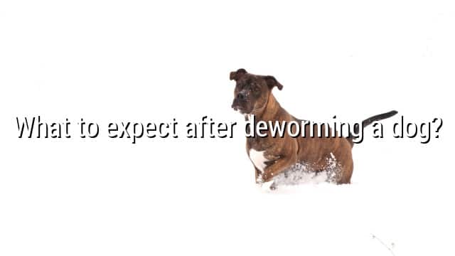What to expect after deworming a dog?