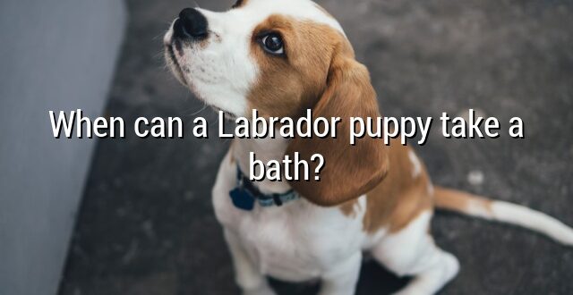 When can a Labrador puppy take a bath?