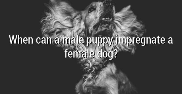 When can a male puppy impregnate a female dog?
