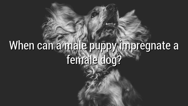 When can a male puppy impregnate a female dog?