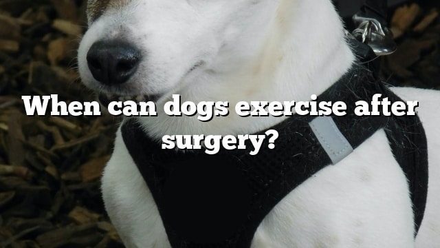 When can dogs exercise after surgery?