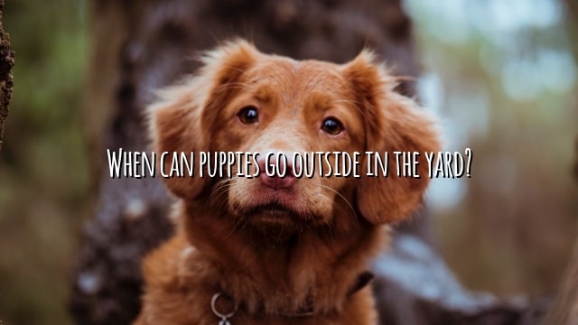 When can puppies go outside in the yard?