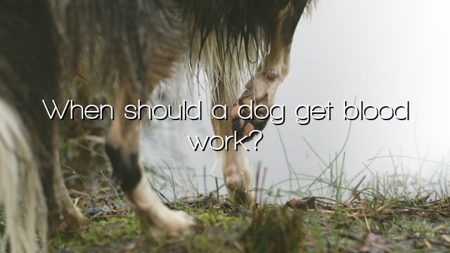 When should a dog get blood work?