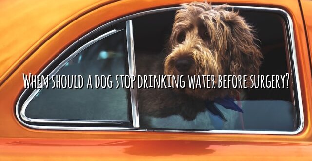 When should a dog stop drinking water before surgery?