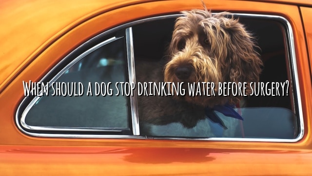 When should a dog stop drinking water before surgery?
