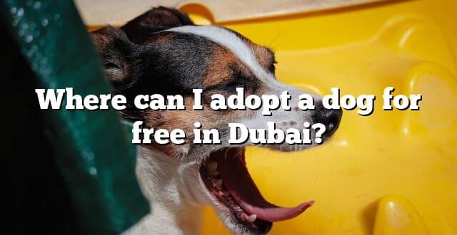 Where can I adopt a dog for free in Dubai?