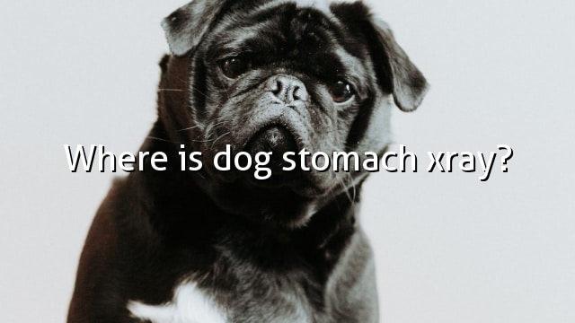 Where is dog stomach xray?