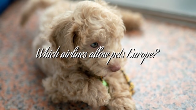 Which airlines allow pets Europe?