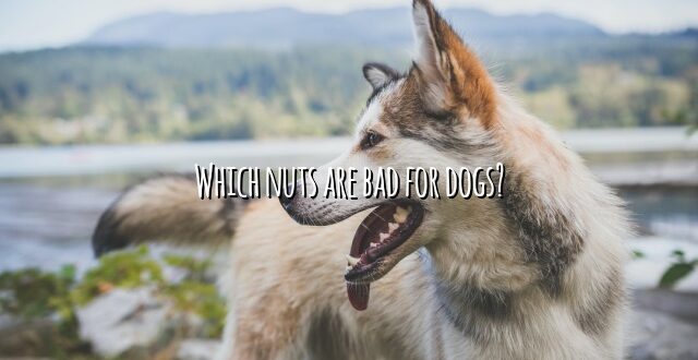 Which nuts are bad for dogs?