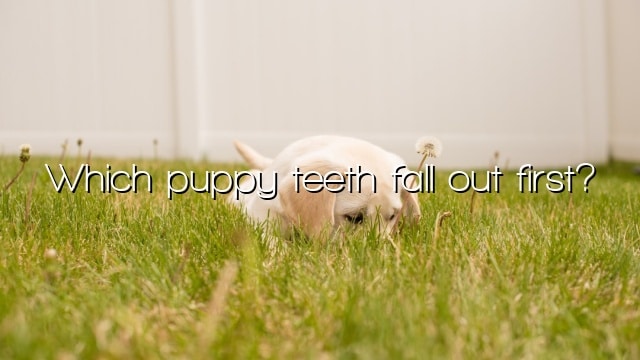 Which puppy teeth fall out first?