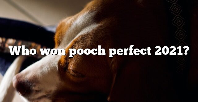 Who won pooch perfect 2021?
