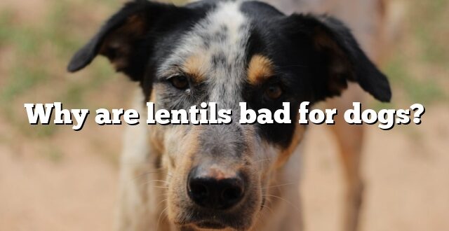 Why are lentils bad for dogs?