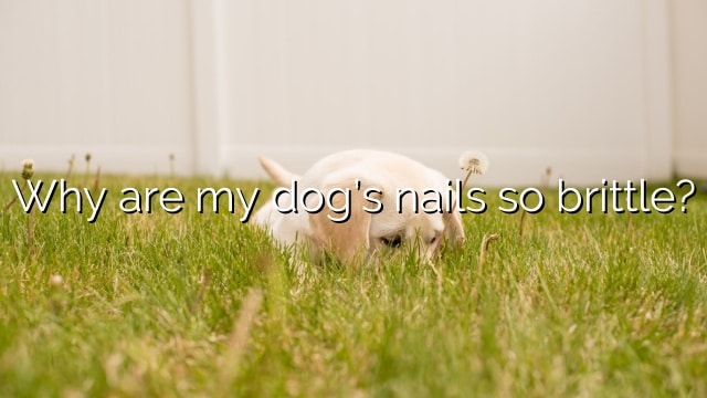 Why are my dog’s nails so brittle?