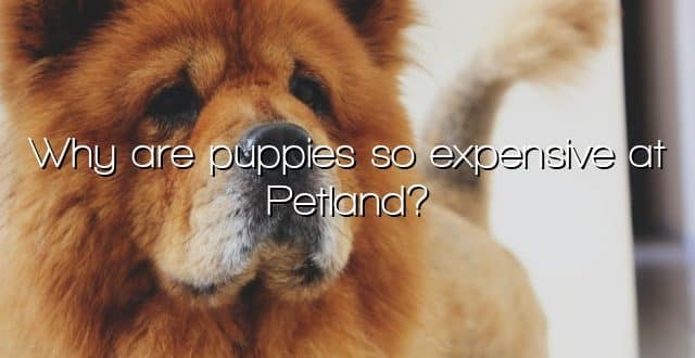 Why are puppies so expensive at Petland?