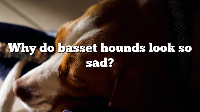 Why do basset hounds look so sad?