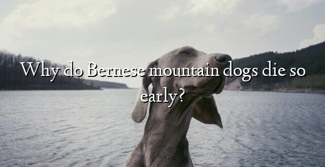 Why do Bernese mountain dogs die so early?