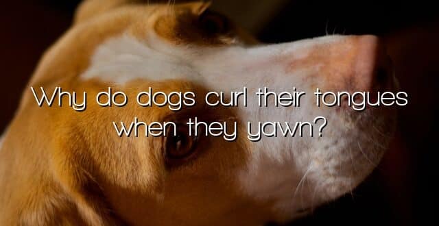 Why do dogs curl their tongues when they yawn?