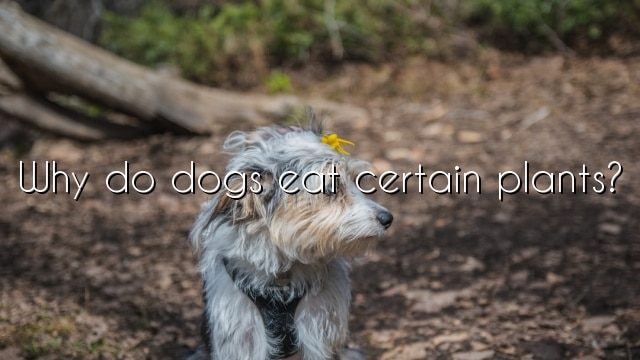 Why do dogs eat certain plants?