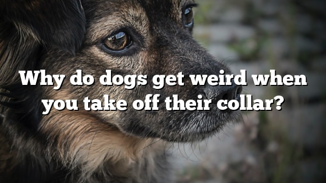 Why do dogs get weird when you take off their collar?
