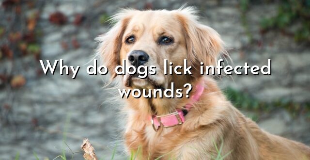 Why do dogs lick infected wounds?