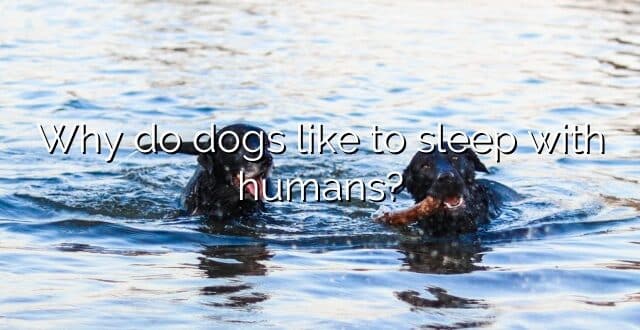 Why do dogs like to sleep with humans?