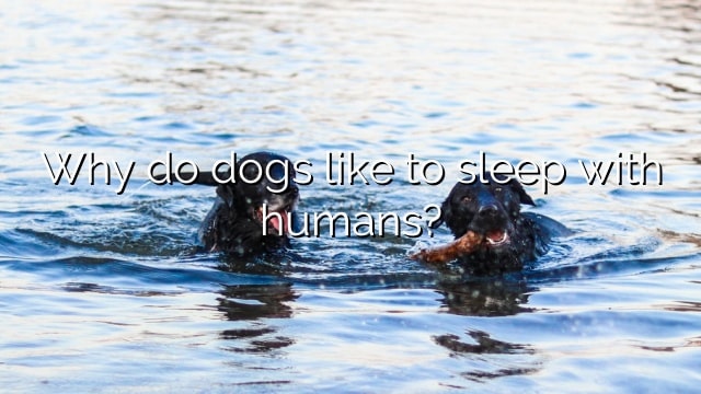 Why do dogs like to sleep with humans?