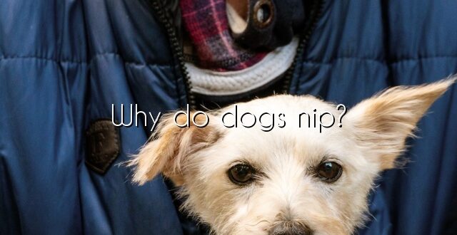 Why do dogs nip?
