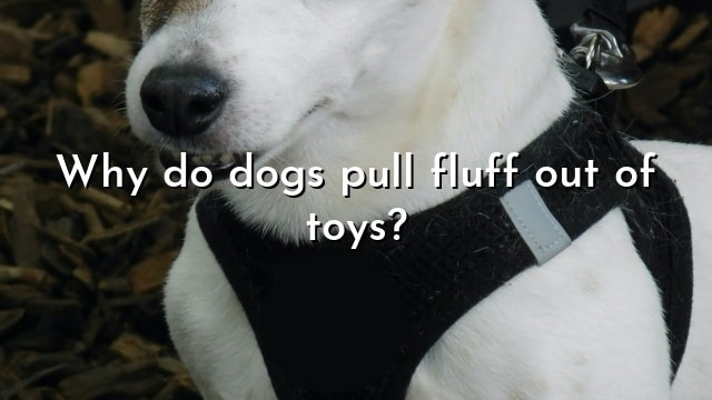 Why do dogs pull fluff out of toys?
